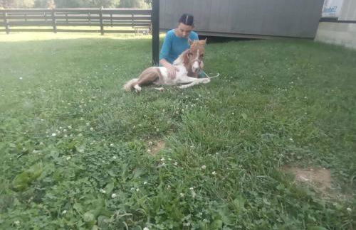 Amish Country Stay w/ Buggy Ride - Foto 36