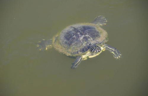 Villa Tortuga - Place to Relax - Photo 36