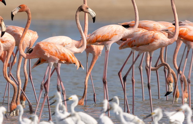 Tour de 2 días por Manaure y el Santuario Los Flamencos - Foto 1