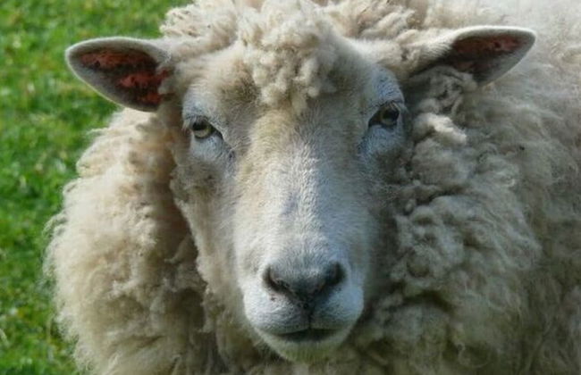 Farm Ferienhof Albert - Photo 23