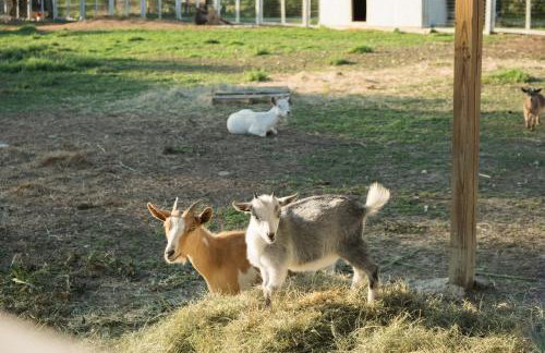 Farm Retreat with Jacuzzi, Fire Pit, Mini Goats, Mini Ponies and Mini Cows - Foto 49