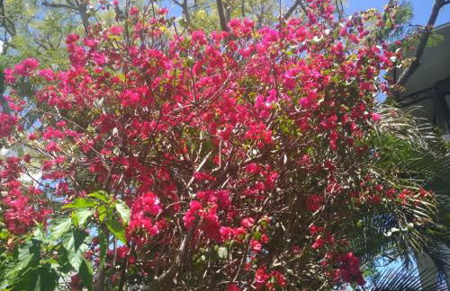 Flats das Palmeiras - Foto 16