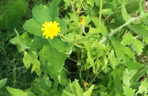 Casa Spisidda Appartamento monolocale "Vulcano" per 4 persone con vista sulle Eolie - Foto 70