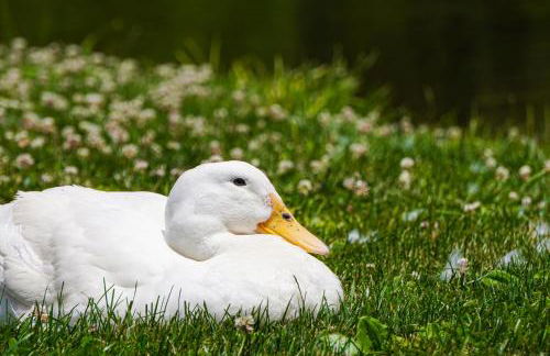 Close to Slopes Lakeside Cottage in Pocono Mtns - Foto 26