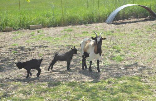 Roumanieu le gite - Photo 22