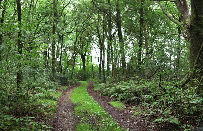Cozy Holiday Home near Forest in Zuidwolde - Foto 31