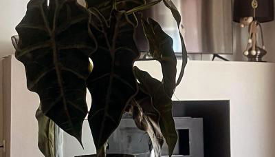 Sea View Residence by MD - Foto 3