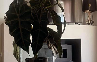 Sea View Residence by MD - Foto 3