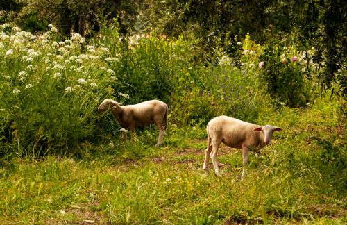 Quintinha Viçosa - Foto 65