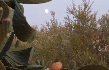 Το Σπίτι της Ελιάς - Foto 35