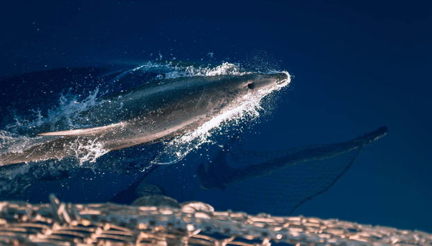Observez les dauphins près du bateau pirate