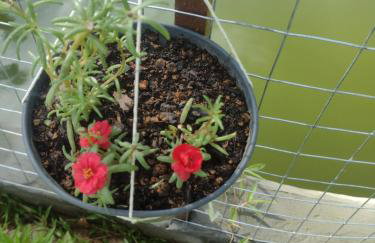 Cantinho da nona Nova Trento SC - Foto 14