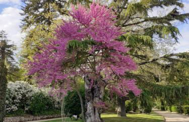 Maison Del Borgo - Foto 15