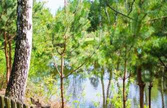 Kurort Mirowice-domek w lesie, z balią z jacuzzi i hydromasażem - Foto 18