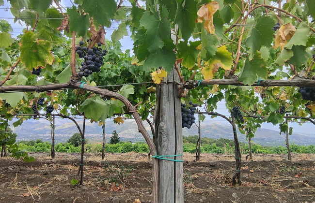 Mount Etna Winery Visit - Photo 9