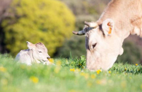 Casa Conxita de Pepa - Foto 25