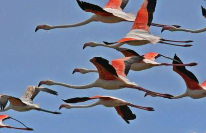 Flamenco&roof - Foto 24