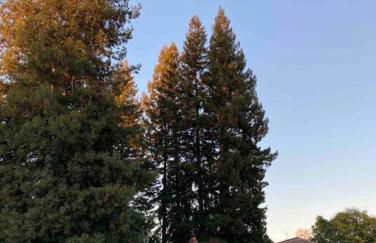 Redwood Garden - Foto 30