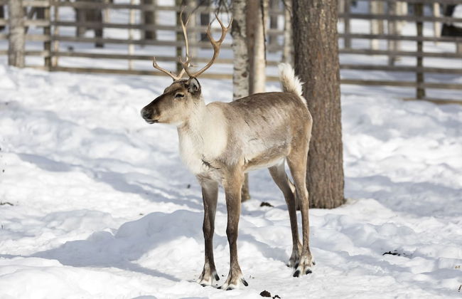 Ranua Resort Arctic Igloos - Foto 30