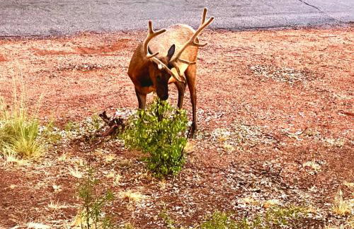 Luxurious Bungalow in Payson - Photo 25