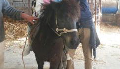 Il Pianaccio - Foto 5