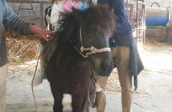 Il Pianaccio - Foto 5