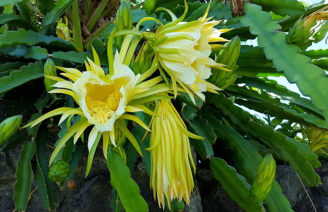 Aloha Ohia Hale 1 Bedroom Home by RedAwning - Foto 21