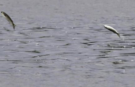 New! Waterfront Heated Pool & Jacuzzi 2 mi to Beach - Fishing Pier Relaxing SPA & Hammock - Photo 16