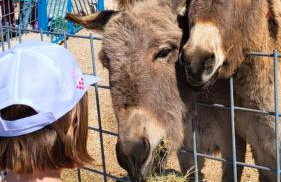 Villa Suzi - Family Farm Stay with Donkeys, Pool and Sea View near Rijeka - Foto 1