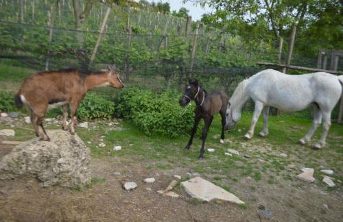 Azienda Agricola Campion - Foto 47
