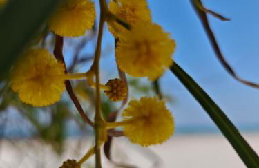 Al mare a Capo Comino - Foto 67
