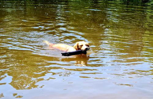 Ferienhaus Darlingerode - Foto 17