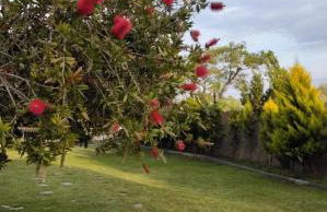 Elia by the sea - Photo 25