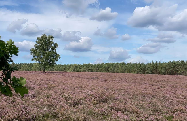 Ferienhaus in Fassberg mit Gemeinschaftspool - Foto 32