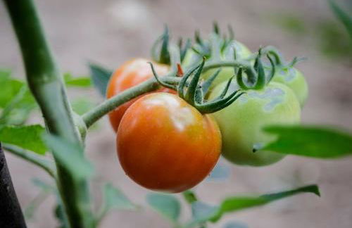 Aldea Rural Pazos De Arenteiro - Foto 32