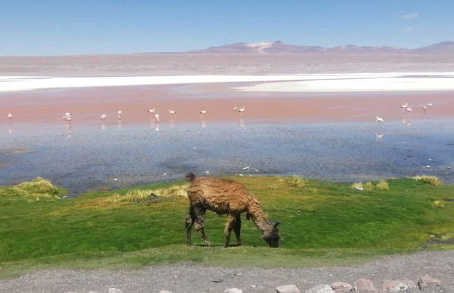 Uyuni to San Pedro de Atacama 3-Day Tour - Foto 8