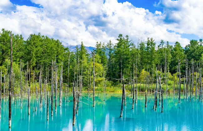 Escursione ai campi fioriti di Hokkaido e allo stagno Blu - Foto 1