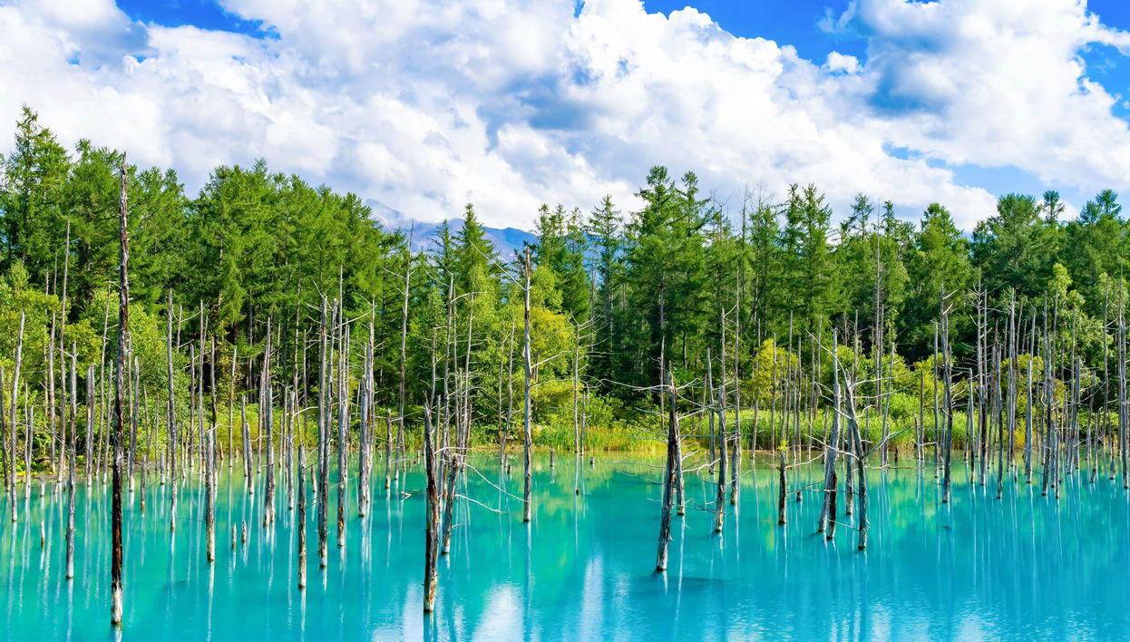 Campos de flores de Hokkaido e passeio pela lagoa azul