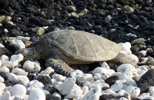 The Pineapple Express Hot Tub Volcano 65 Mi Away - Foto 16