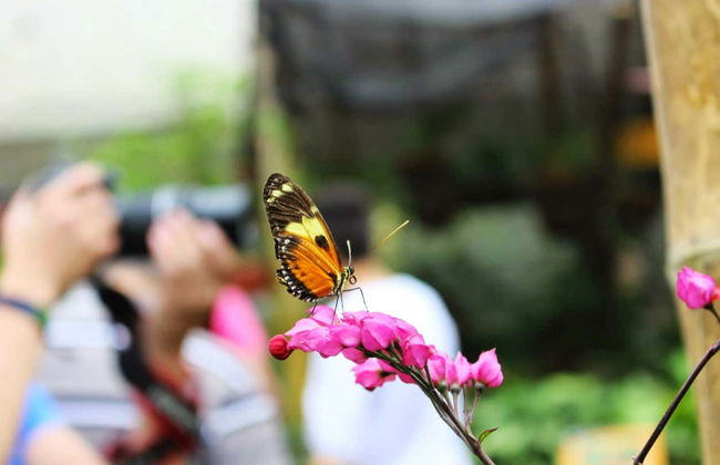 Excursion à la serre aux papillons de Mindo - Photo 8