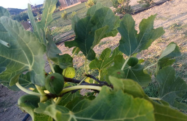 Finiki Plaza - Photo 46