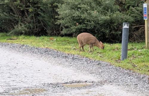 Kingfisher Lodge - Lakeside Lodge With Hot Tub - Foto 68
