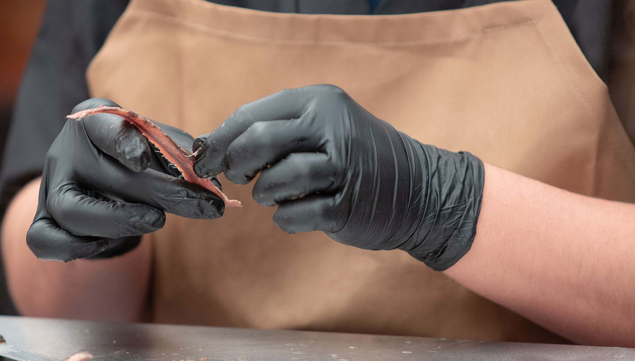 Excursão a uma fábrica de anchovas de Santoña + Passeio de barco