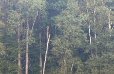 Country house villa near Berlin - Foto 12