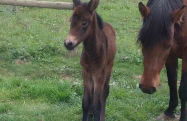 Herdade Monte Gordo - Foto 23