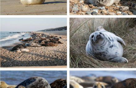 Garden Cottage, Cosy, Private, Short drive to beach - Foto 46