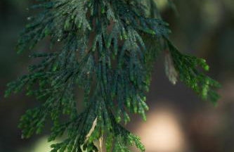 Sequoia Glen - Foto 18