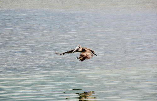 Oceanview Retreat with 60ft Seawall - Foto 16