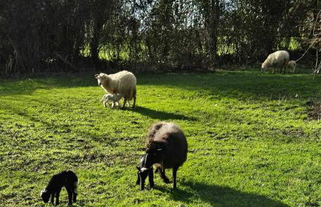 Le gîte des Jardins d'Hayden - Foto 9