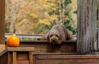 Riverfront Retreat Hot Tub Sauna Yard Gazebo and VIEWS - Foto 11